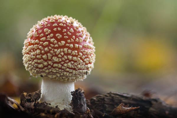 The fairy tale Fly Agaric (Amanita muscaria)