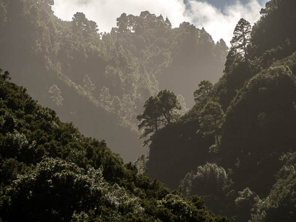 Trees from LP1 road, La Palma